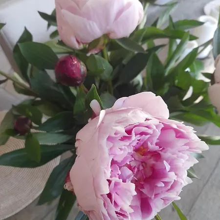 Rheinblick Lilly بيت للعطل أنكل